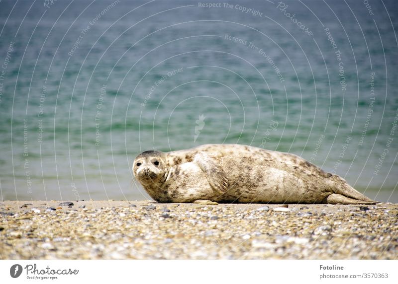 Sunbathing - or a grey seal bathing in the sun after swimming Gray seal Mammal Wet Animal Nature Wild animal Exterior shot Colour photo Environment Day Coast