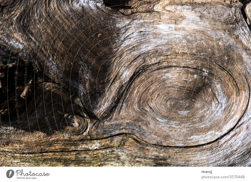 Wood with structure wood Wood grain Bow Force Brown Detail grow together crimped Spirited Nature strange Old peculiar Structures and shapes wooden background