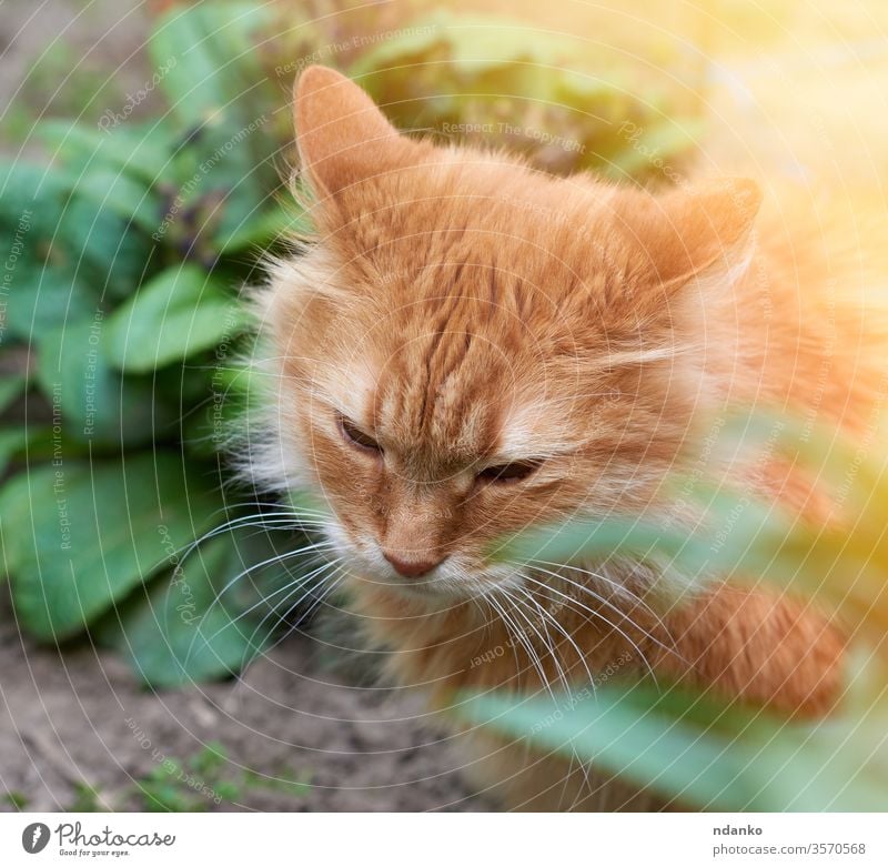 adult red cat sitting on the street, head down adorable animal beautiful big breed brown closeup curious cute domestic face feline fluffy funny fur furry ginger