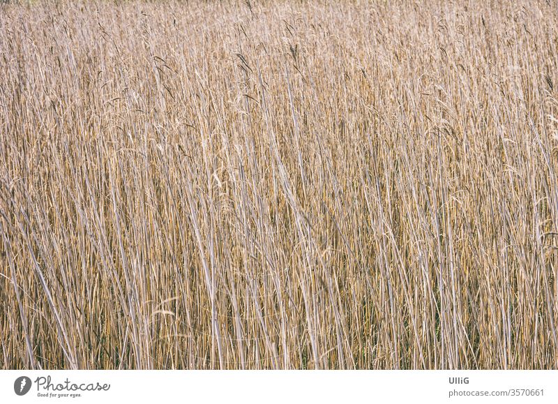 In the middle of the reeds - In the middle of the reeds, looking into a reed area. Reeds Marsh grass Reed bed Plant stalks Grass habitat wetland Wetland Lake