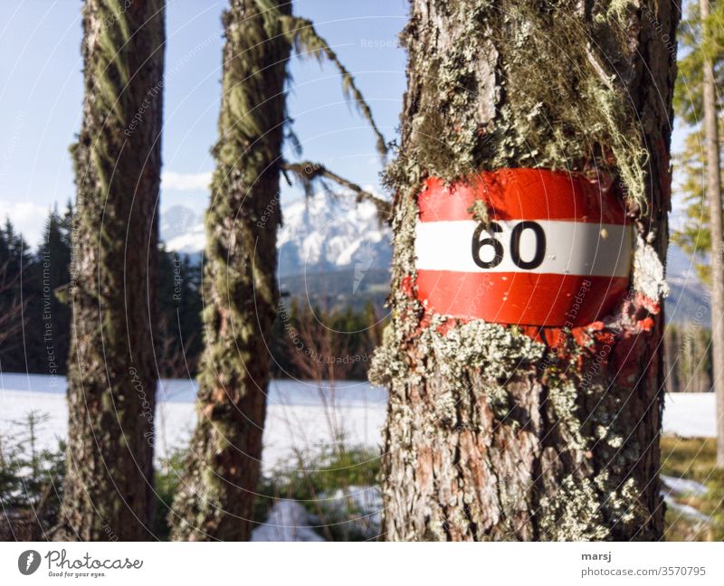 Happy 60th birthday to you Route number hiking sign Red-white-red bark tree Colour photo Signage Clue Hiking Multicoloured Groundbreaking Help Lanes & trails