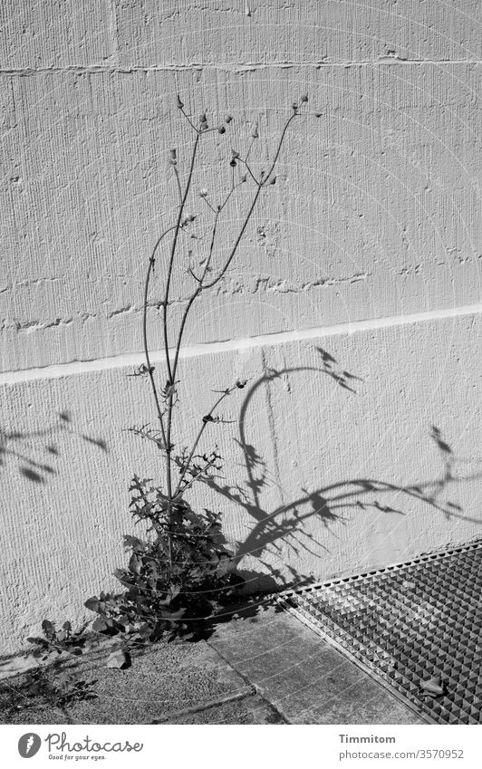 Looking at plants can be beautiful flowers wax stalk leaves arid Shadow Wall (building) Wall (barrier) Deserted Grating Metal Black & white photo Gloomy