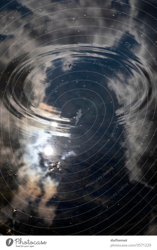 Water strider on pond with sky reflection Pond circles Gerridae Reflection Lake Nature Exterior shot Environment Calm Lakeside Idyll Copy Space bottom natural