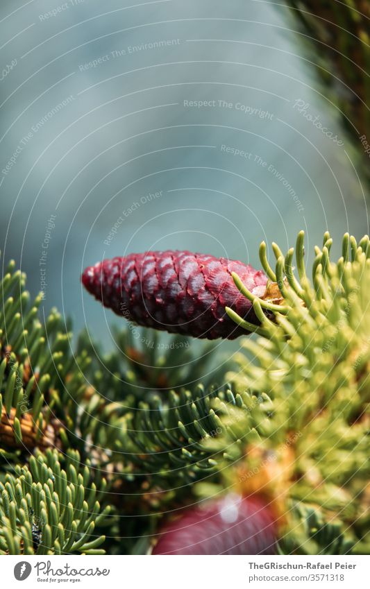 Young red fir cone Fir cone Nature Colour photo Cone Exterior shot Forest Deserted Plant Red Small Coniferous trees