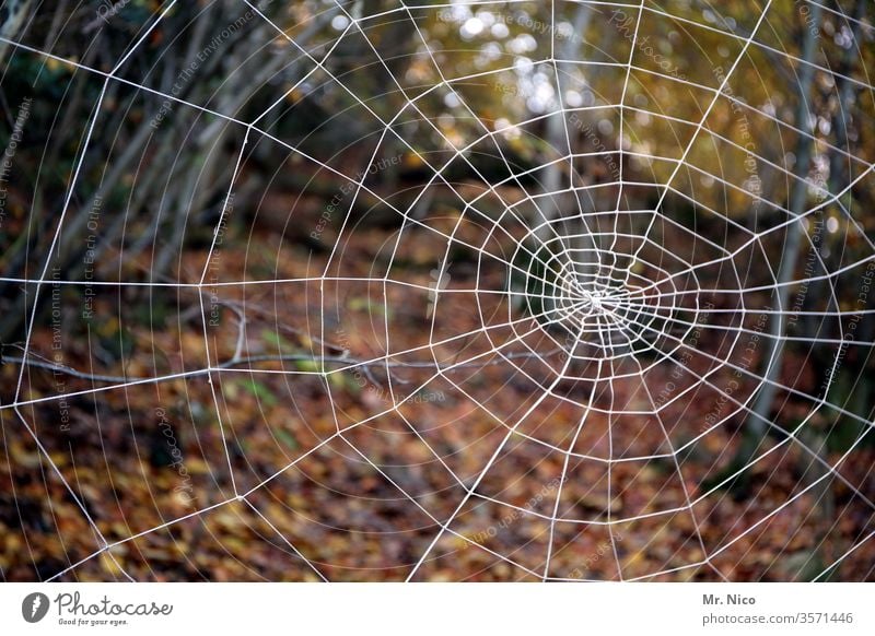 spider's web Spider's web Forest Nature Structures and shapes Fear Insect Creepy Crawl Watchfulness Threat Net Mystic Pattern Detail Interlaced Network