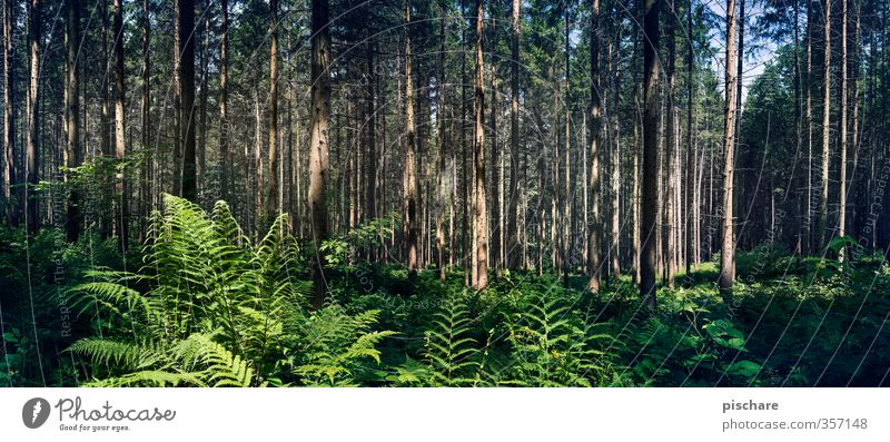 endor Nature Landscape Plant Tree Bushes Fern Forest Dark Exotic Colour photo Exterior shot Deserted Day Light Shadow Deep depth of field Panorama (View)