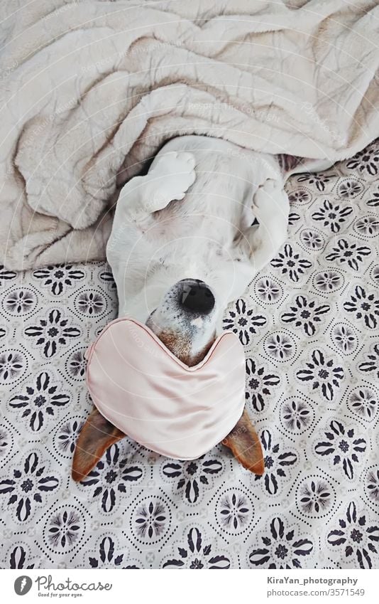 Sleepy dog lies in blanket with eyemask on bed above view adorable adult animal baby bedroom brown and white canine closeup cold cozy cute domestic dreaming