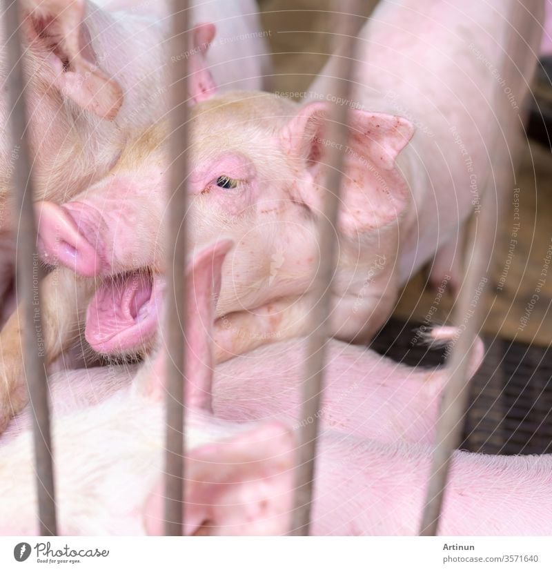 Cute piglet in farm. Healthy small pink pig. Livestock farming. Meat industry. African swine fever and swine flu concept. Swine breeding. Mammal animal. Pink piglet in pigsty. Hungry and sleepy pig.