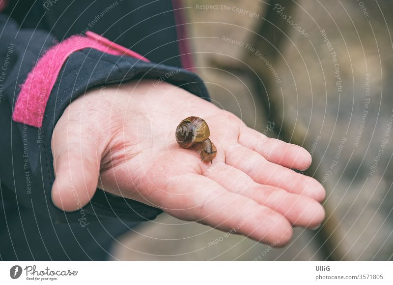 Tiny Snail On Child's Hand - Tiny snail on the hand of a child. tiny animal gastropod slug biology body part close-up crawl creep ecosystem environment