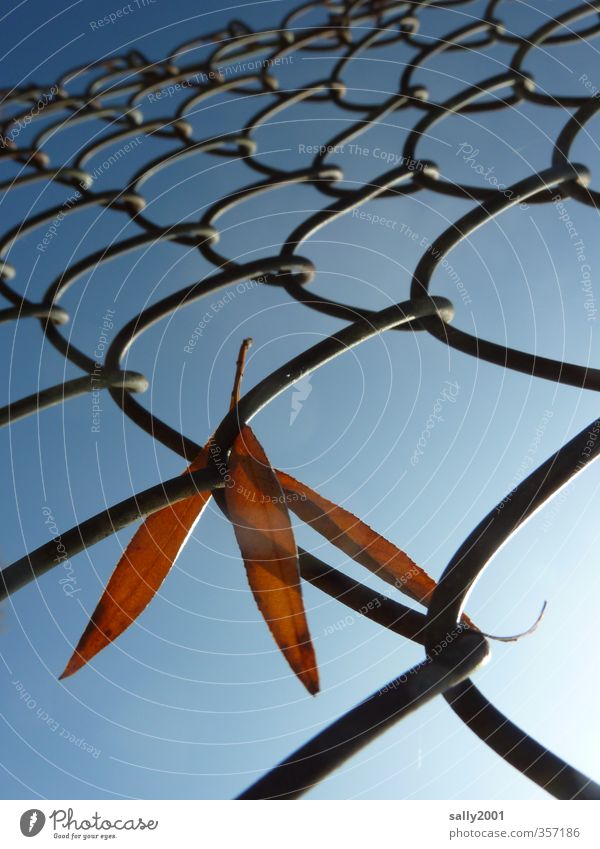 Autumn fence guest... Plant Cloudless sky Sun Beautiful weather Leaf Fence Wire netting fence Old To hold on Hang Natural Dry Blue Brown Apocalyptic sentiment