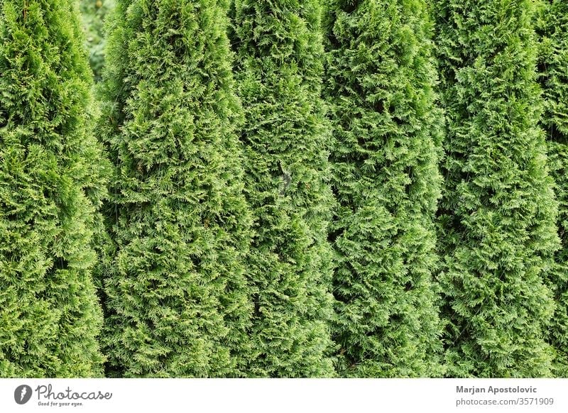Beautiful green cypresses in a row abstract background backgrounds backyard botanical botany branch bush closeup decoration decorative design environment