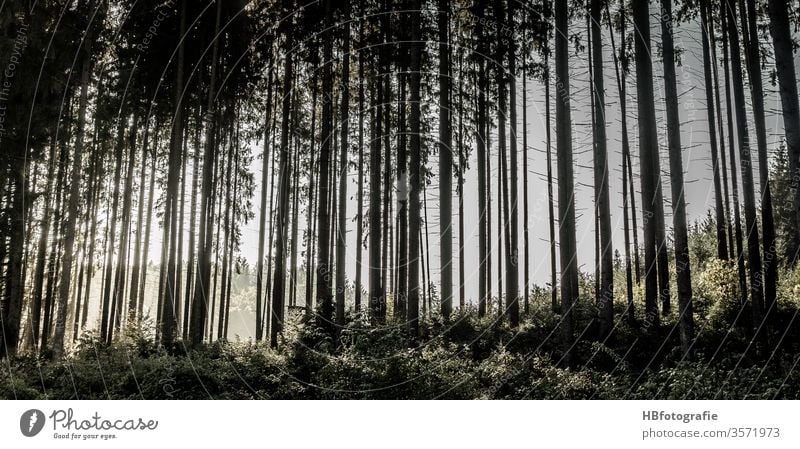 coniferous forest Forest huts spruces Forestry Back-light tree Nature Exterior shot Deserted Landscape Environment Colour photo Day Plant green Light wood