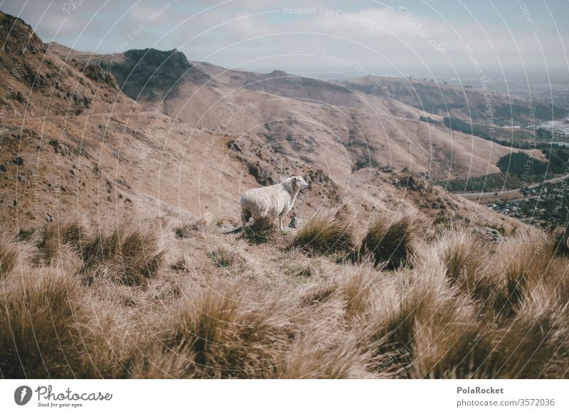 #As# View with sheep outlook Sheep New Zealand New Zealand Landscape Christchurch Mountain Peak Flock Lamb's wool wide Adventure hike Nature Exterior shot