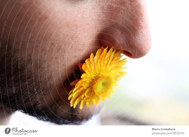 Close up of a yellow flower covering the mouth of a man freedom of speech kind words concept kindness Conceptual design conceptual realism authenticity