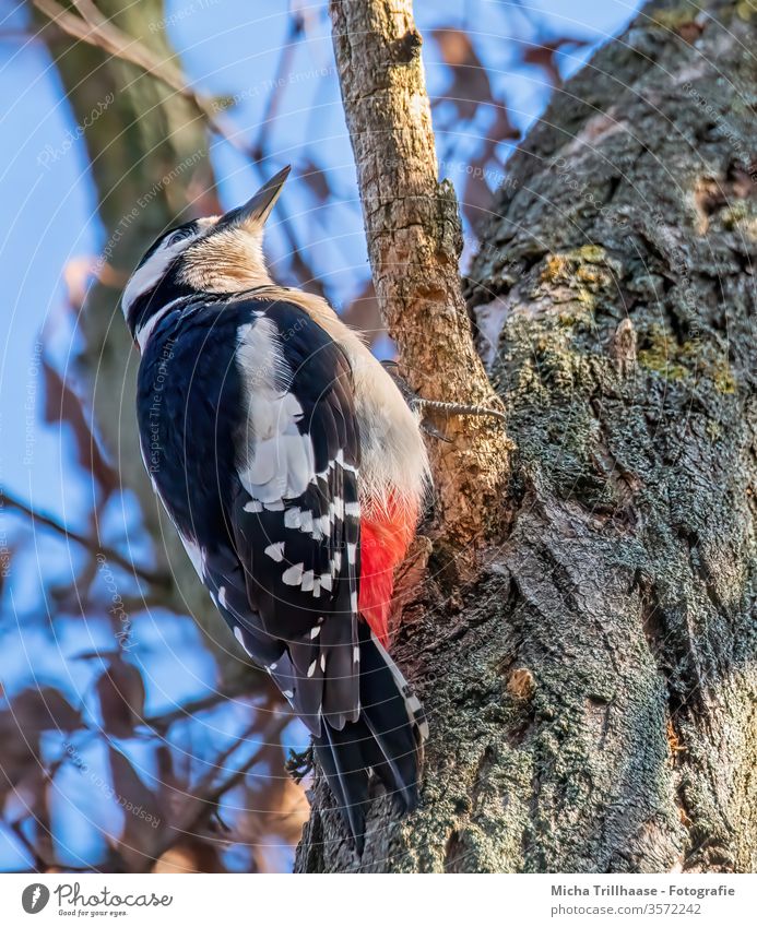 Pivert on a tree Spotted woodpecker Dendrocopos major Animal face Head Beak Eyes Feather Plumed Grand piano Claw Woodpecker hang birds Wild animal Wild bird