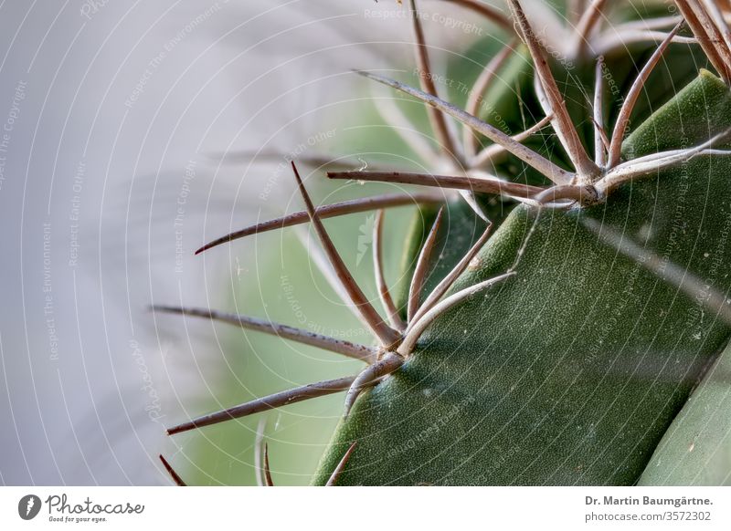 Part of a melocactus - Turk's-cap cactus - with spikes thorns spider web plant succulent blurred endangered