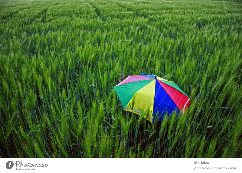 Colour combination I green meets colourful Umbrella Prismatic colors Field Sunshade Summer Wind Agriculture Fresh Cornfield Green Shielded Protection Grain
