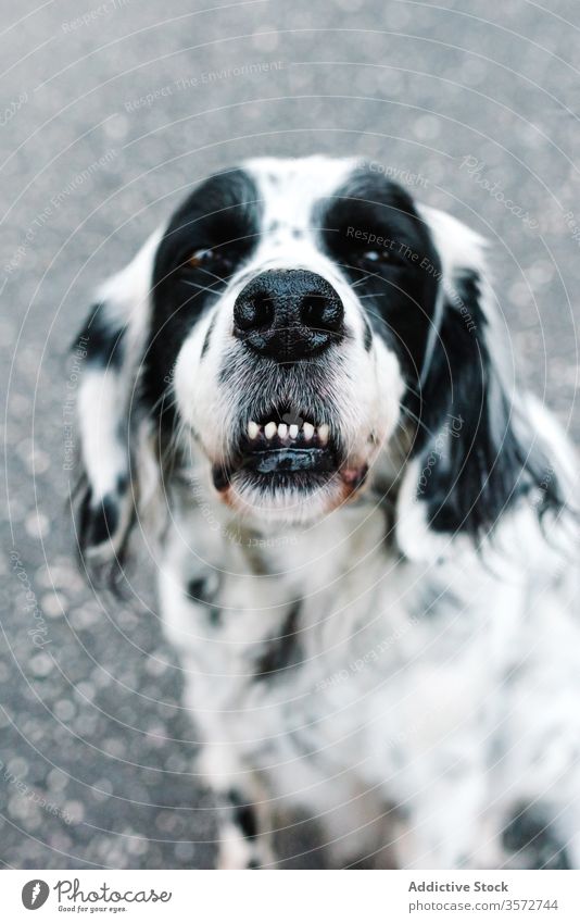 Funny small dog sitting on ground on street animal pet alone english setter muzzle grin black white curious summer calm pavement city interest watch nature