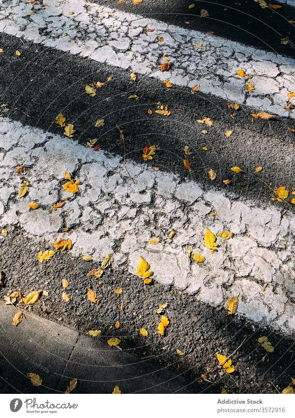 Dry yellow leaves on asphalt crosswalk on sunny street autumn leaf ground fall background abstract day road season path colorful nature bright daytime pavement
