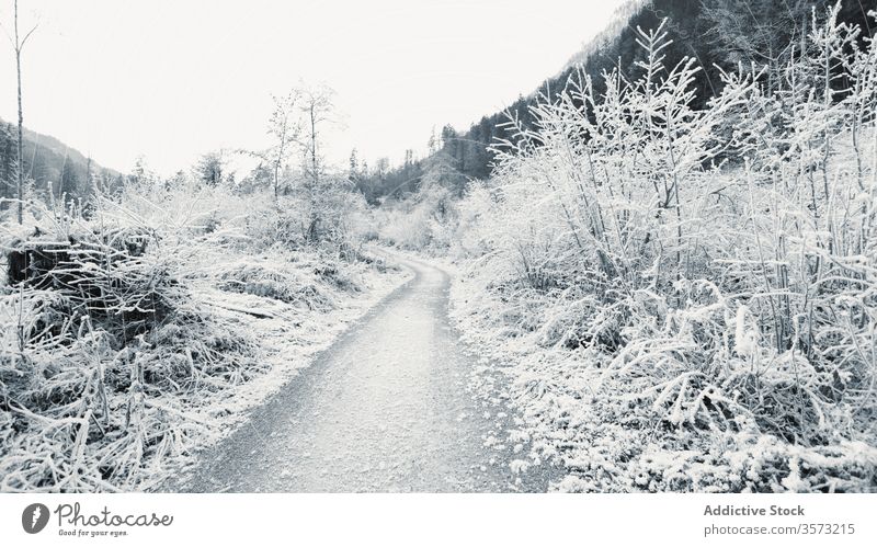Frozen young trees and bushes along empty dirt road in winter highland frost snow shrub valley slope mountain snowy rime pathway hill peaceful hoarfrost travel