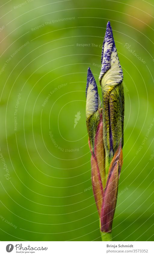 A very beautiful bud and blossom of as lily, an iris, with a colourful light background as a macro, close up Garden May beauty gardening leaf wild iris vertical