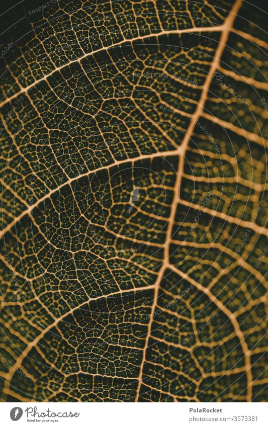 #As# leaf vein Nature green Garden Fig tree Fig leaf Plant Colour photo Deserted flaked Detail Environment natural Shallow depth of field