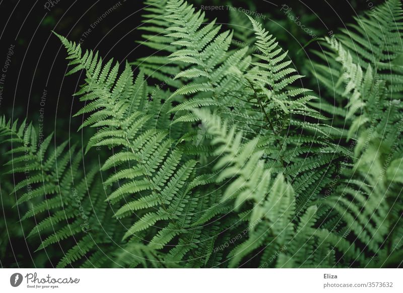 Green fern in the garden Fern Plant green Black Nature flaked Day Foliage plant Botany relaxed