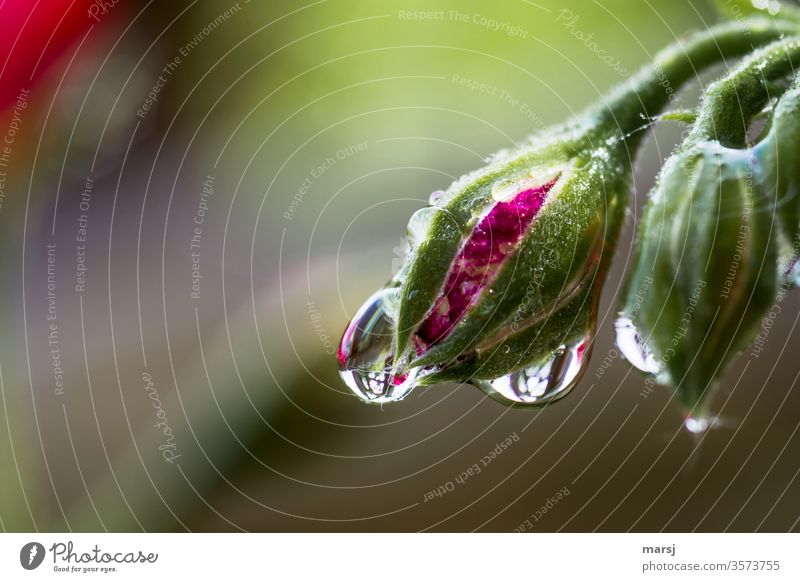 Water drops on pelargonium flower bud Drops of water Geranium Wet Morning natural Uniqueness Plant invigorating refreshingly Fresh Shallow depth of field