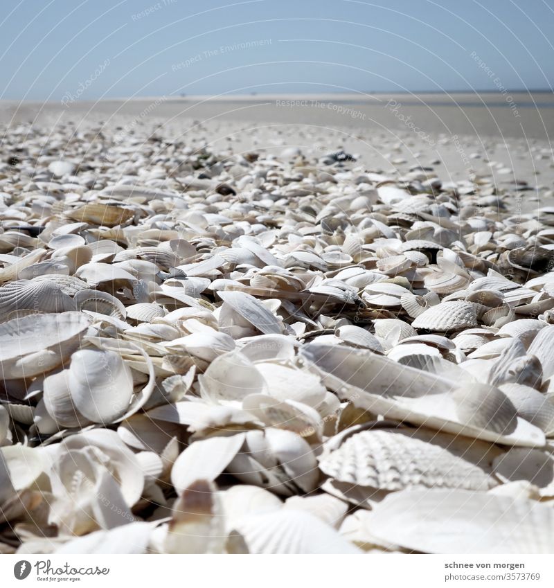 white shells on the beach seashells Ocean wide Horizon Sky Sand Beach Nature Coast Water Far-off places Waves Vacation & Travel Deserted Relaxation Landscape