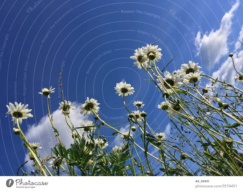 daisies flowers bleed Marguerite marguerites Summer Nature White Plant green Yellow spring Colour photo Meadow Exterior shot Blossoming Deserted Day Close-up