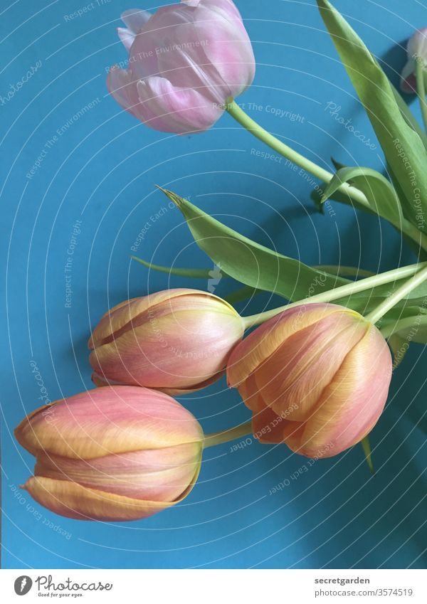 hang out together again. Tulip Tulip blossom Tulip bud bouquet of tulips Blue Pink vivid green Plant at home Nature Bouquet flowers Fresh Interior shot interior