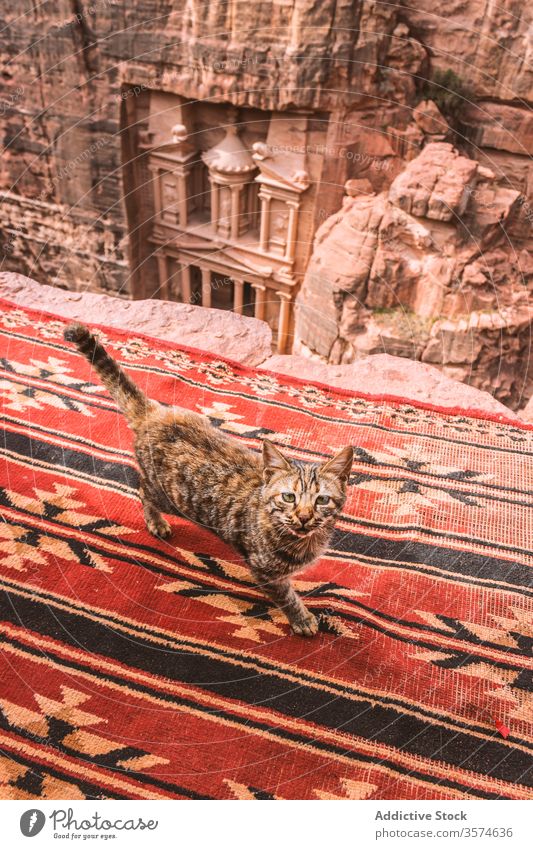 Cute cut under ancient temple carved in rock cat tradition national ornament carpet mountain sightseeing walk petra jordan middle east culture heritage famous