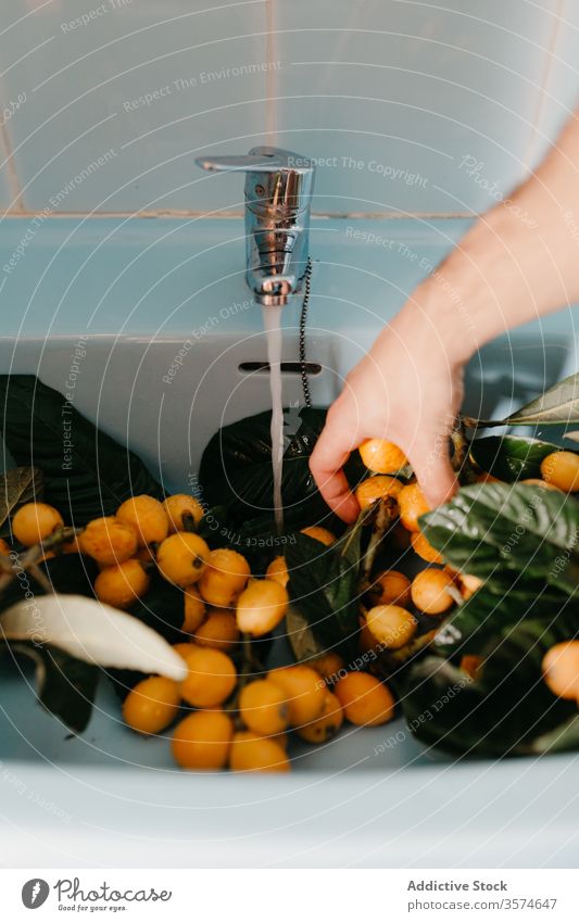 Crop woman washing fresh juicy nispero fruits in sink loquat branch green leaf tap female young check float water daylight lifestyle healthy food natural tasty