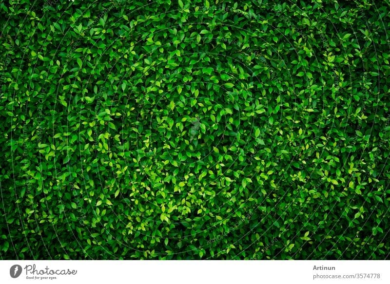 Small green leaves texture background with beautiful pattern. Clean  environment. Ornamental plant in the garden. Eco wall. Organic natural  background. Many leaves reduce dust in air. Tropical forest. - a Royalty  Free