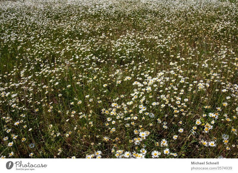 Countless daisies Marguerite flowers bleed Summer Nature Blossoming spring Colour photo Exterior shot Deserted White Growth