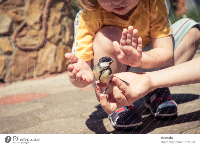 little boy is playing with a chick at the day time. kind child bird hand care animal cute nature outdoors life feather holding finger wildlife people young beak