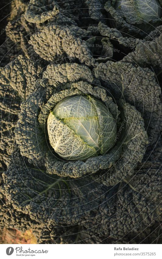 Close-up of a fresh cabbage Plant Eco Natural Green Cabbage Food Real food