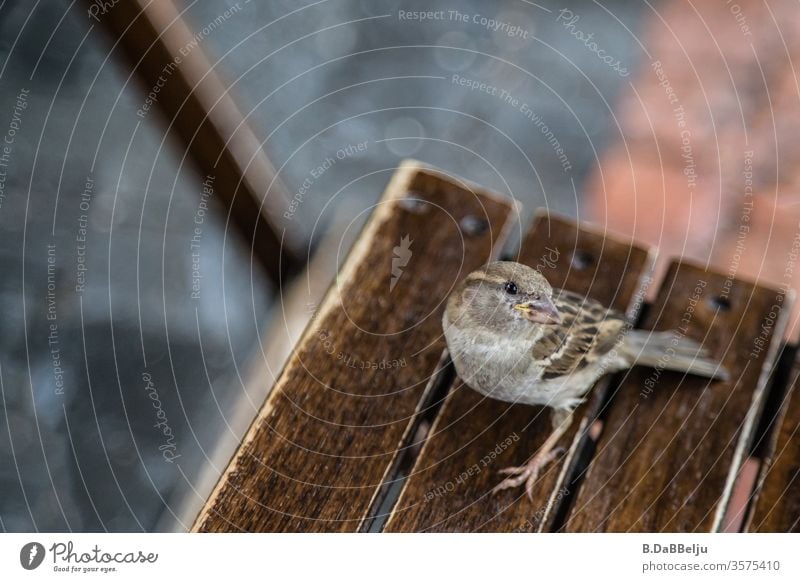 The cheeky sparrow is waiting for his cut. Sparrow birds Animal Exterior shot Colour photo Day Nature Wild animal Environment Animal portrait Deserted Curiosity