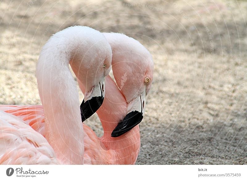 symmetry l 2 sleepy pink flamingos stand tired & hanging head and beak on the sandy beach. Semi-profile, lateral animal portrait of inseparable flamingo pair in zoo, animal park, crucible enclosure, bird park. Faithfulness, love, friendship, romance in animal world