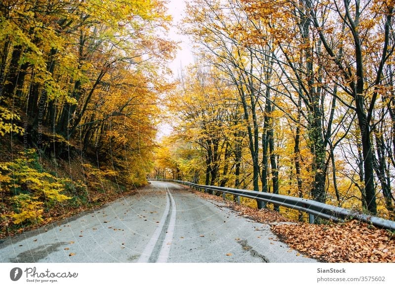 Road in the yellow autumn forest, nature landscape fall tree trees road street leaves background beautiful park foliage season green orange light sun red color