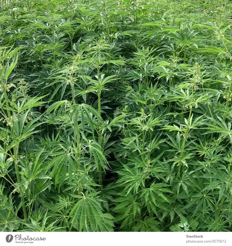 Field with wild cannabis medicine marihuana field drug fresh leaf herb weed hemp summer plant background natural grow beautiful marijuana green growth sunset
