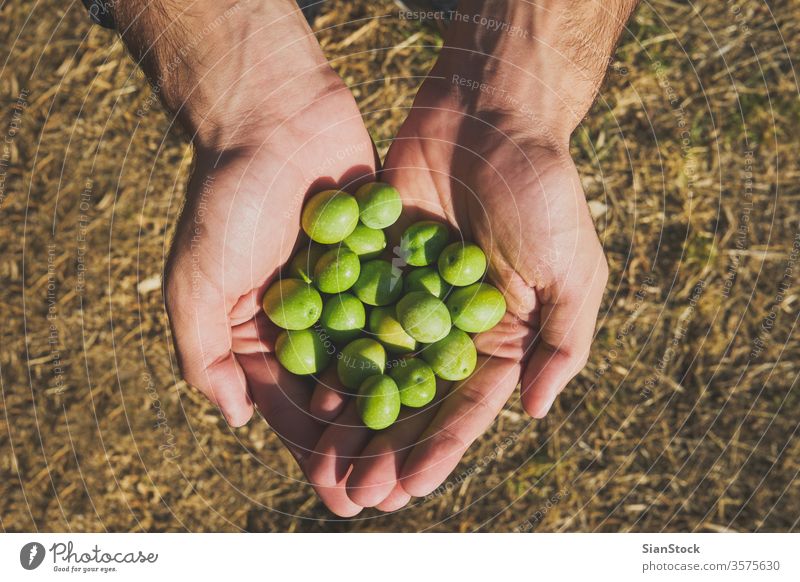 Close up of a man hands holding olives green oil young boy picking tree healthy agriculture harvest mediterranean organic food fruit nature vegetable fresh