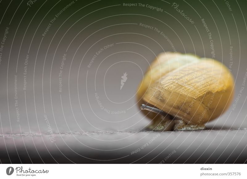 And where's the snow? Animal Snail Snail shell Feeler Mollusk 1 Small Nature Protection Safety Slowly Crawl Colour photo Close-up Detail
