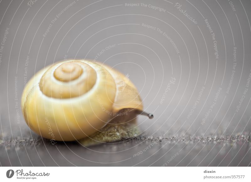 Let's see what's going on outside... Animal Snail Feeler Snail shell 1 Looking Small Natural Curiosity Slimy Interest Fear Nature Protection Colour photo
