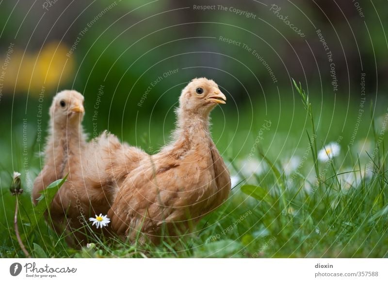 chicks -1- Environment Nature Grass Meadow Animal Pet Farm animal Bird Barn fowl Chick 2 Baby animal Looking Stand Cuddly Small Natural Curiosity Cute