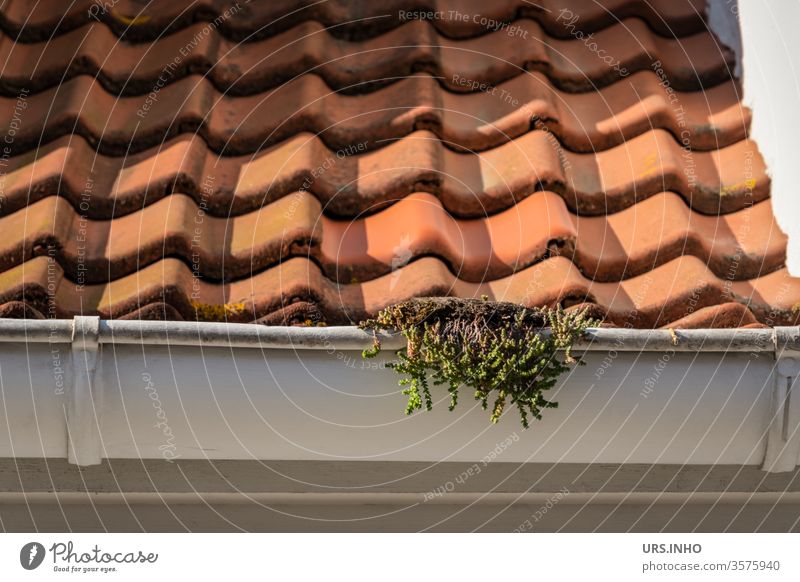 white rain gutter on a tiled roof with vegetation Rain gutter Roof Plant brick Exterior shot Day Orange White detail