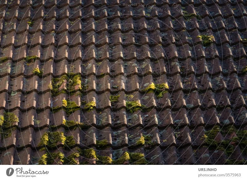 old tiled roof with mossy green covering Roof brick Green covering Shadow Roofing tile Exterior shot Day Old Tone fired Overgrown Moss Deserted background