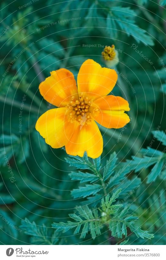 Yellow flower on a background of green plants. beautiful beauty bloom blooming blossom botany bright closeup color colorful flora floral fresh garden natural