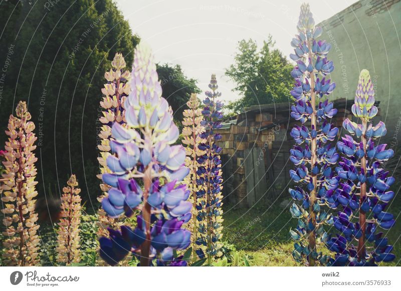 blue men Lupines Garden out straight as a die Flash photo Sunlight Multicoloured Blue Violet Pink Colour photo Nature Plant green Exterior shot Day flowers
