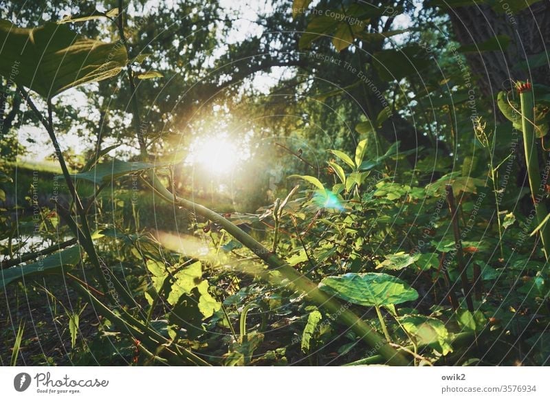 undergrowth forest soils Under plants Nature Sun Sunlight Back-light Brilliant Illuminate Sunset Evening Mysterious leaves Twigs and branches Exterior shot